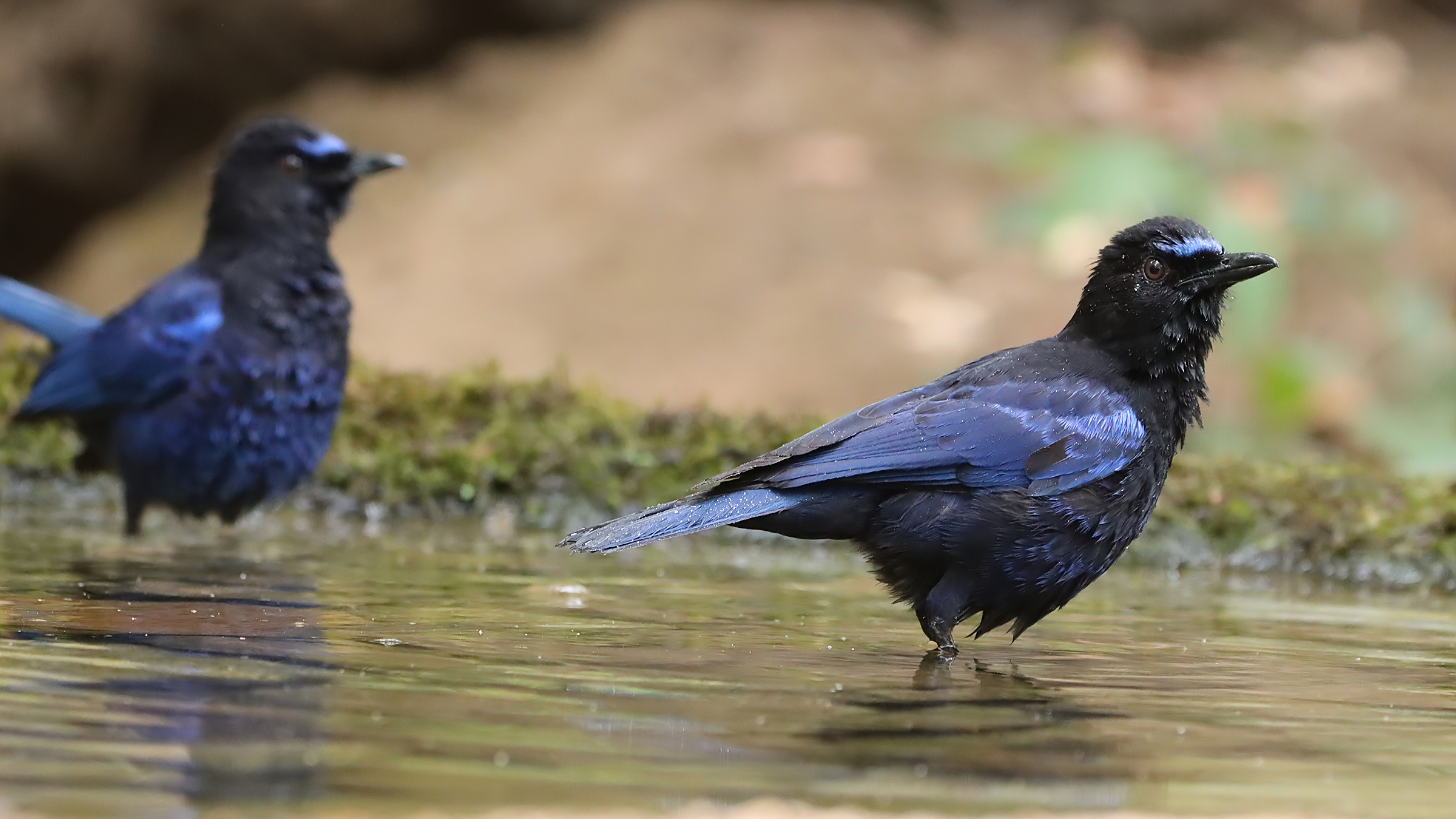 Malabar Whistling Thrush